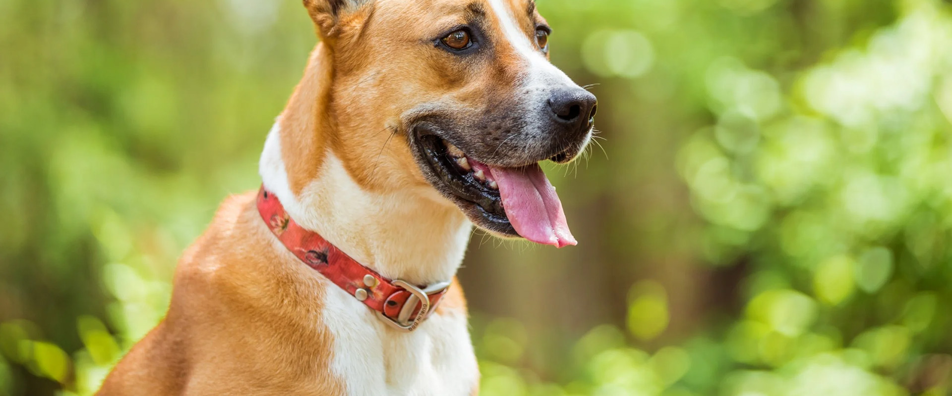 Chien Fournitures Boutique -Chien Fournitures Boutique 1