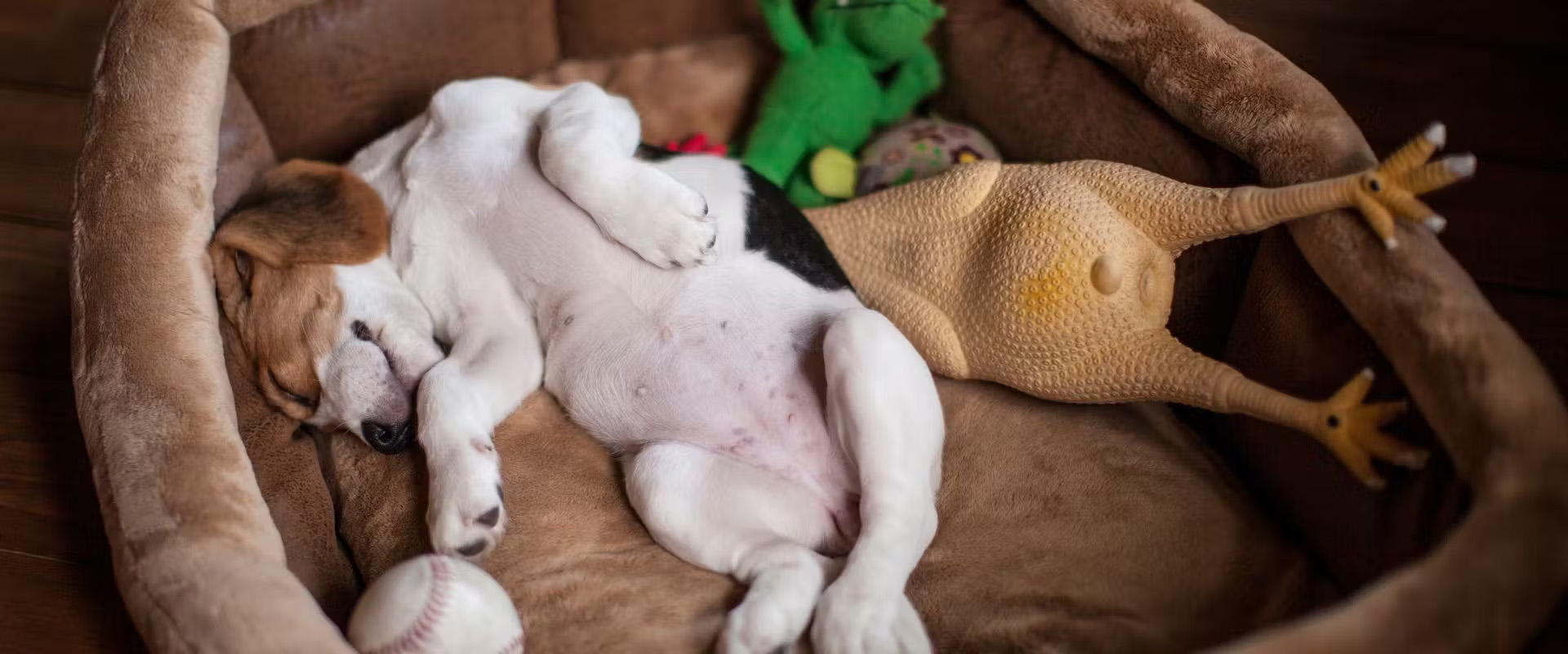 Chien Fournitures Boutique -Chien Fournitures Boutique 2