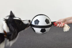 Flamingo Jouet Chien Matchball Balle De Foot 12,5cm -Chien Fournitures Boutique 426a3b0218cf394ef522fae6b5f519bbb9a230d83d2d89068b2c2dfa66fcc061