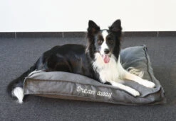 Flamingo Coussin Dream Away Rectangulaire+rebord+fermeture Eclair Gris 80x60x10cm 9 Flamingo Coussin Dream Away Rectangulaire+rebord+fermeture Eclair Gris 80x60x10cm -Chien Fournitures Boutique 8b20af957cd0e9159fdaec088098026b839b1c665fc0ece7ca837051d3f8cebf