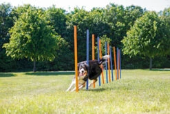 Trixie Slalom Fun Agility -Chien Fournitures Boutique 8f8fcf6360fcee24df3d31d33a61269ab612feda418ea3b8622252590ecdaf90