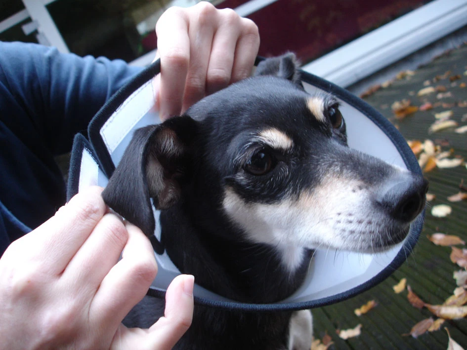 Flamingo Carcan Capo 38,5cm 5 Flamingo Carcan Capo 38,5cm – Image 5