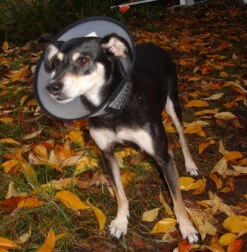 Flamingo Carcan Capo 38,5cm 13 Flamingo Carcan Capo 38,5cm -Chien Fournitures Boutique b54c899084ba46427dff498ec39601600e6a1a93344b026b15e22d58b5743e36