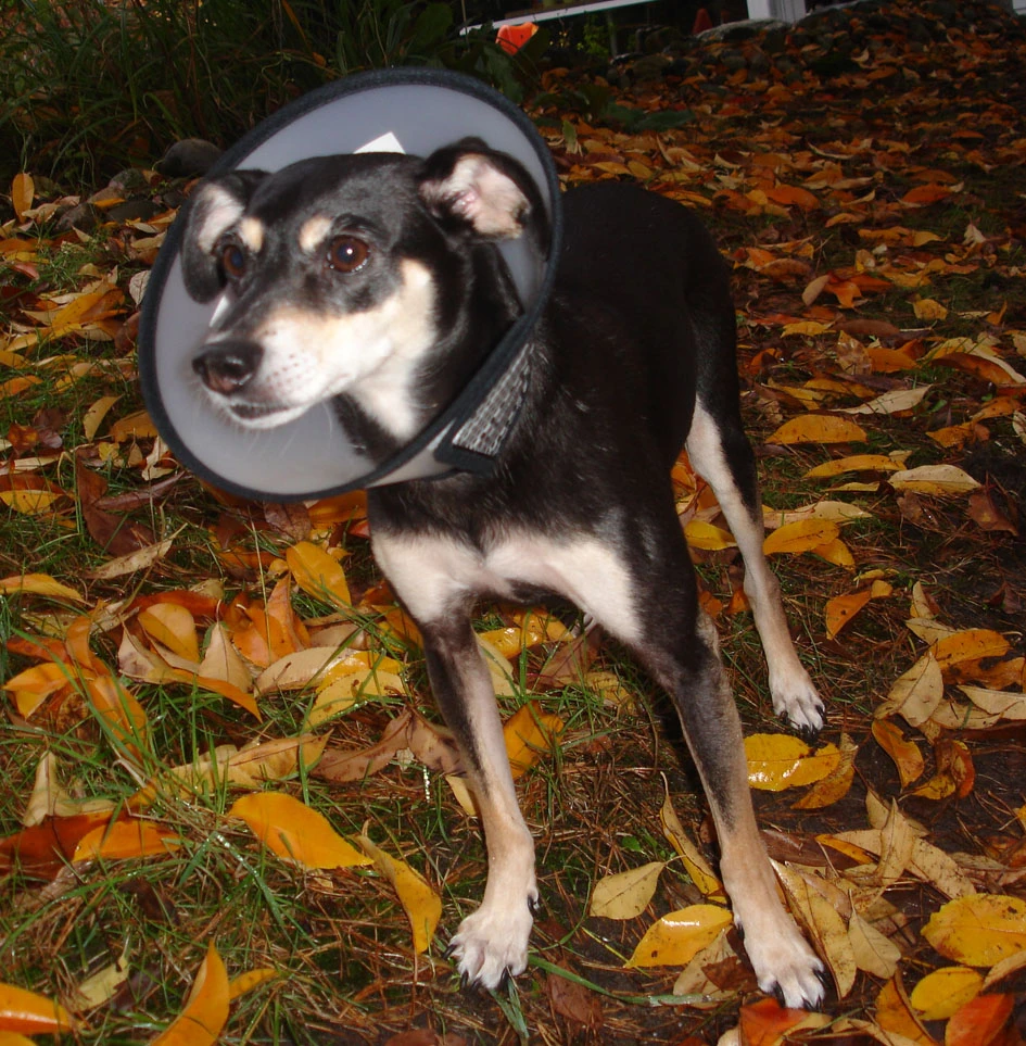 Flamingo Carcan Capo 38,5cm 7 Flamingo Carcan Capo 38,5cm – Image 7