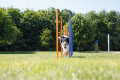 Trixie Slalom Fun Agility -Chien Fournitures Boutique bb55456ec35f6b09469109c025cb2b117c1a7e9435aae34b494b5f3304356ec8