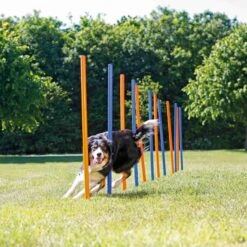 Trixie Slalom Fun Agility -Chien Fournitures Boutique c8ffba6fe2234f9a2ecbea207a5512fdab14d9c2e10fbfc25e52cf70efb4f2a8