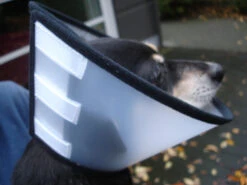 Flamingo Carcan Capo 38,5cm 12 Flamingo Carcan Capo 38,5cm -Chien Fournitures Boutique cbf5d4f40c64dfaa118e270f29c6a90a62a4dafbd6dcb54997f8935169c66b18